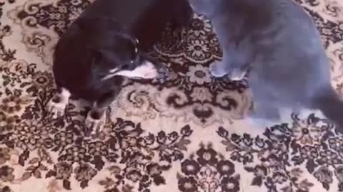 Angry Cat Fighting With Dog | Cat And Dog Fight 2021