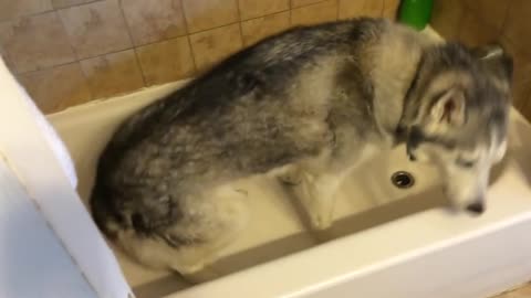 Stubborn husky making cute tantrums in the tub