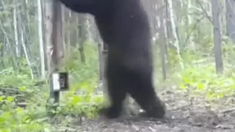 A sudden reaction to a bear after seeing himself in the mirror!