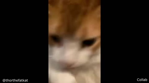 Cat bites itself