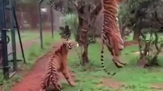 taking 2 risky photos for tigers around forest with tourists