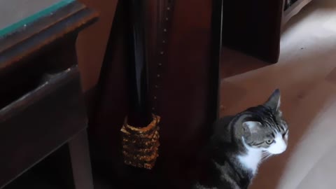 When a cat tries to play the harp and is scolded by his dog ...