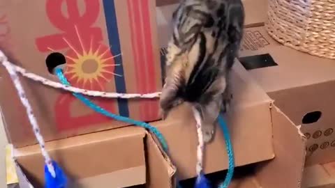 why cats like play with ropes