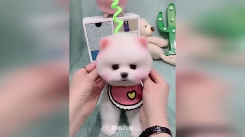 Cute Pomeranian Puppies Doing Funny Thing