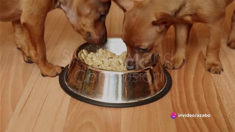 The crucial role of nutrition for pets