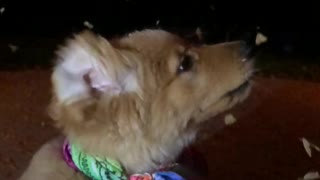 Puppy Trying to Catch Falling Helicopter Leaves
