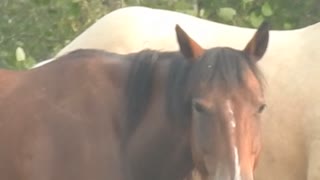 Horses Out Front Having A Bite To Eat