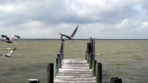 Pelicans Leaving Pier