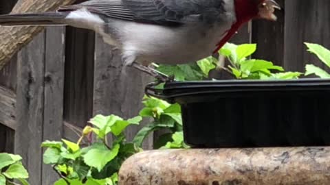 # Back Yard Birds Hawai’i Red Crested Cardinal Female