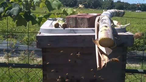 honey harvest