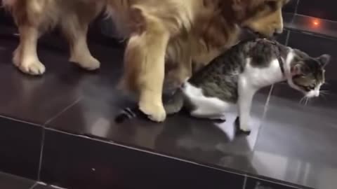 Dog Pull Out the Cat to Prevent a Fight