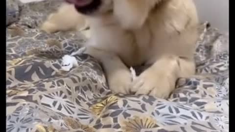 dog making funny face
