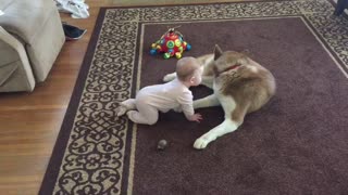 Siberian Husky Gently Plays With A Baby