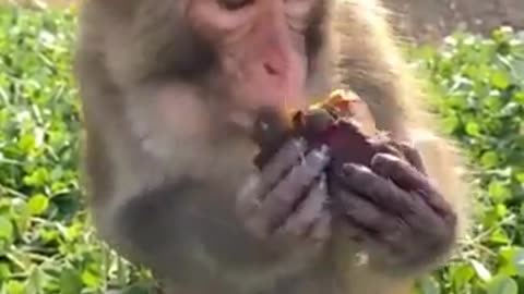 Baby monkey playing with an apple