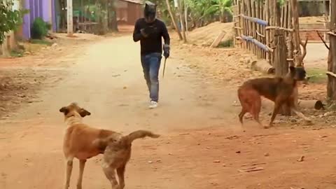 Funny dogs video # funny dogs Prank videos