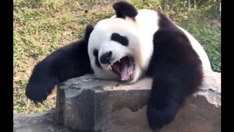 Panda is playing around