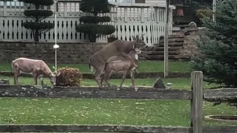 Deer Gets Frisky With Lawn Ornament Deer
