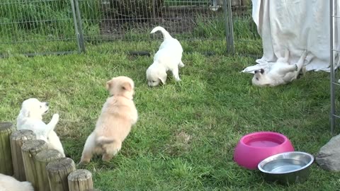 Schwarm vob golden retriever welpen