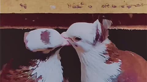 Couple pigeons kissing