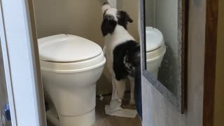 Dog Caught Unrolling Entire Toilet Paper Roll