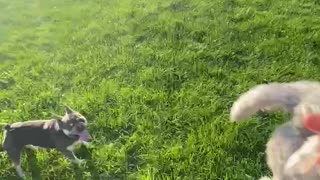 French bulldog play time