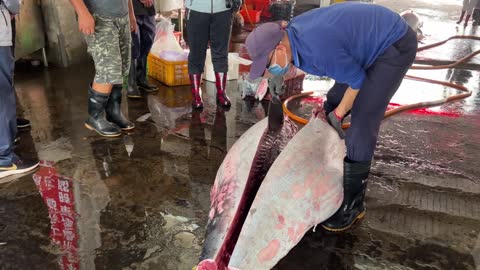 Super huge bluefin tuna cutting skills(4)