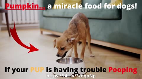 Pet care 🐶 Pumpkin... a miracle food for dogs! If your PUP is having trouble POOPING!