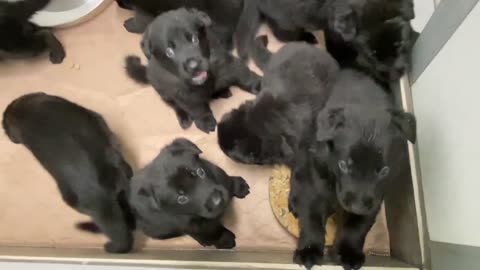4 WEEK OLD Black German Shepherd Puppies first day of EATING!!!