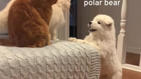 A day in the life of a cat and samoyed puppies