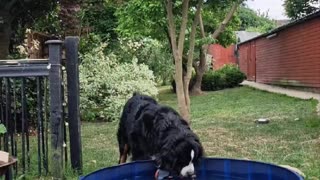 Bernese Mountain Dog saves his toy