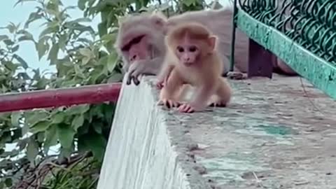 The most loving father monkey