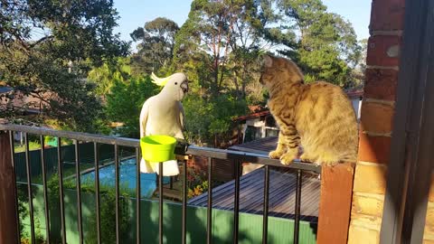 Cat Tries To Befriend Wild Cockatoo