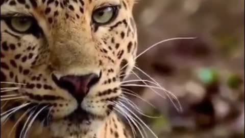 Close-up of a cheetah. Its whiskers are so long