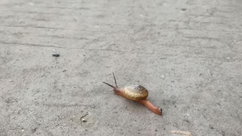 The snail is sprinting.