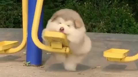 Cute small dog swing with fun - funny dogs video