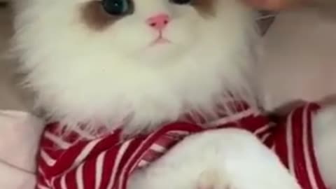 funny cat videos