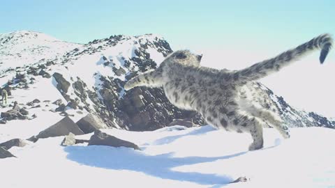 Top facts about snow leopards |