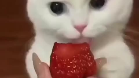 Cat is Hungry 😒 And the they eating strawberry 😂 in funny sounds