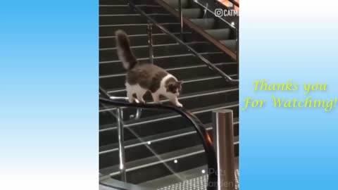 funny videos of cute animals - I doubt not to love these cute ones.