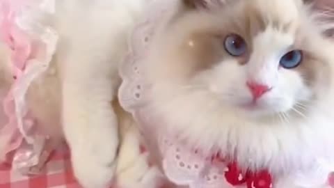 Aww Cute Cat video