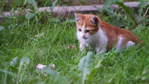 A Curious Pet Kitten