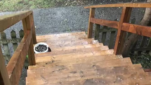 The Severe Thunderstorm Warning In Montreal Resulted In A Little Hail Storm (VIDEO)