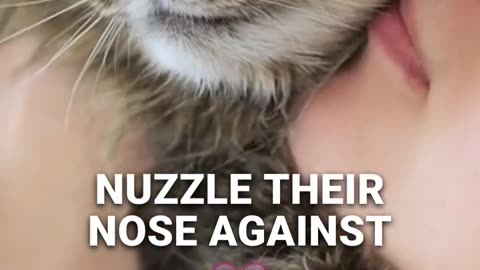 Why Cats Hate When You Touch Their Nose_ 😾👃