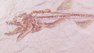 J.D. Mitchell Shares Fish Eating Fish Fossil