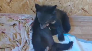 Couple of white crested bear cubs sparring 😍