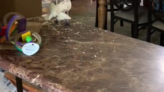 Excited cockatoo almost hops right off counter