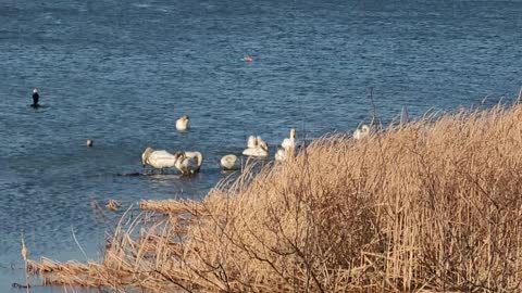 Korea, swans bathing