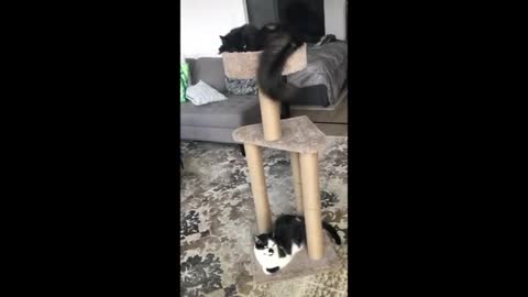 Cats perform their own Olympic event using their kitty tree