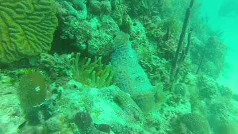 Diving in Bayahibe in the Dominican Republic in the Caribbean Sea