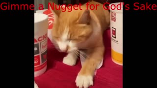 One Nugget for the Poor Baby - Aww | Funny Cat Video | Funny Animals